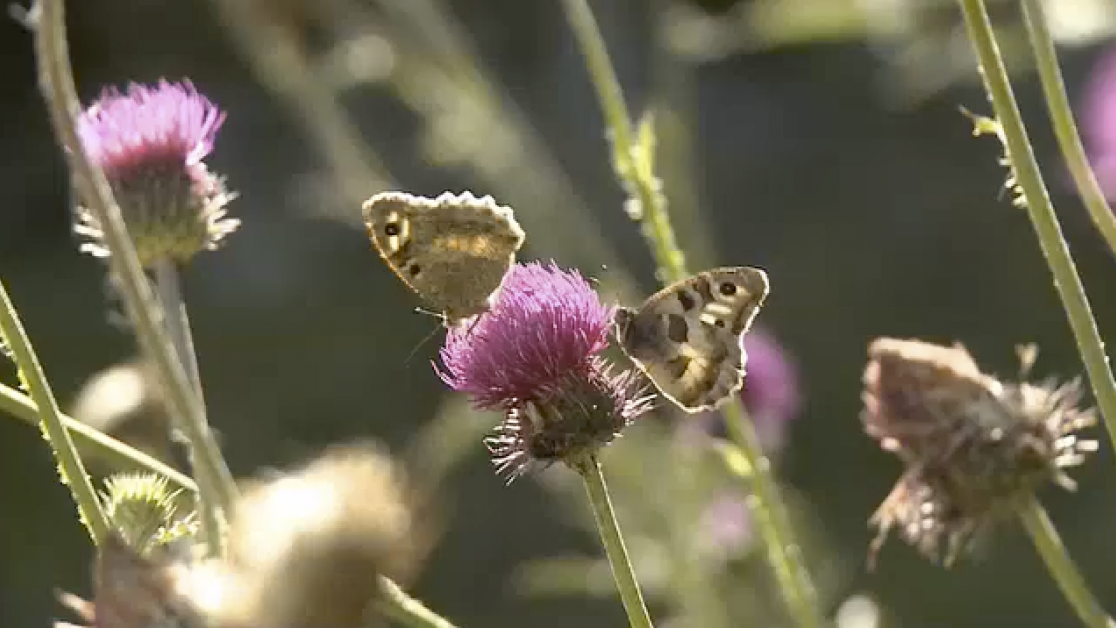 Le rocher des papillons du Val Müllstair